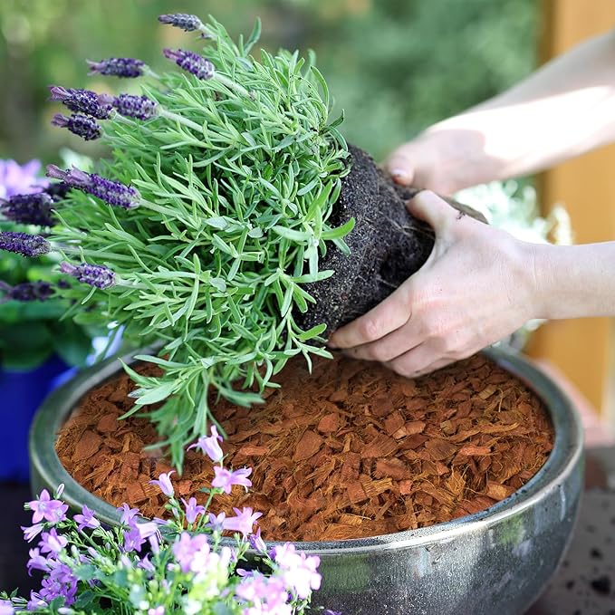 Halatool 6 Pcs Coconut Coir Chips for Plants - 6.6 LB 100% Organic Coco Husk Chip Bricks with Low EC and pH Balanced, Compressed Coco Substrate Growing Mulch Medium for Garden Herbs, Plants, Flowers