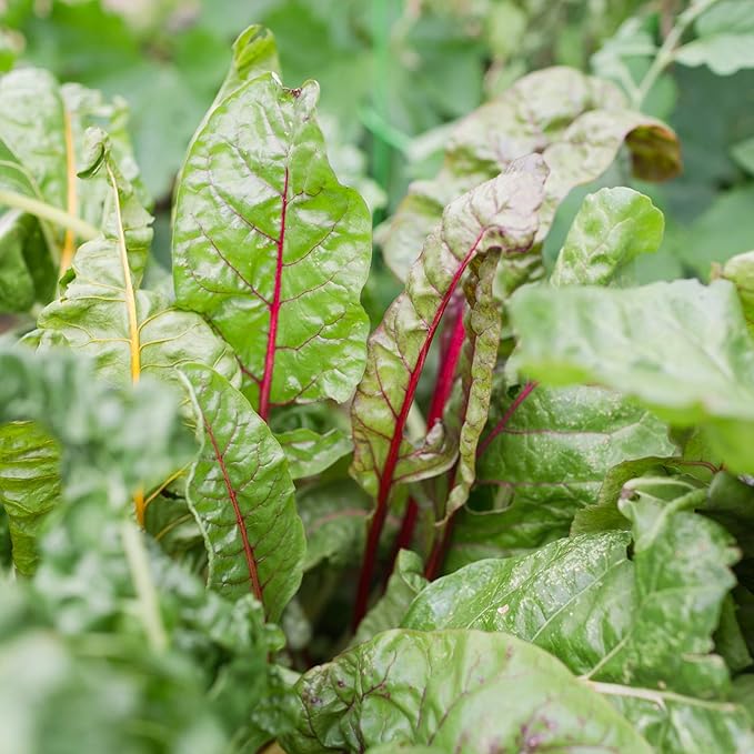 Sereniseed Certified Organic Leafy Greens Lettuce Seeds Collection (10-Pack) – 100% Non GMO, Open Pollinated – Grow Guide