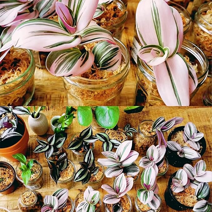 Legigo 10.5OZ Premium Sphagnum Moss for Plants 12QT Natural Long Fiber Moss Dried, Plant Moss for Orchid Repotting, Potted Plants, Succulents, Reptiles