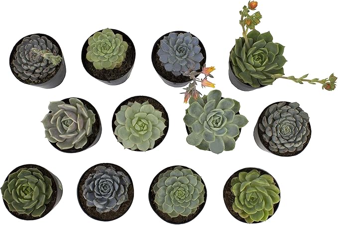 Altman Plants, Echeveria Succulents Live Plants (12PK), Live Succulents Plants Live Houseplants, Live Indoor Plants Succulent Plants, Succulent Plant House Plants Indoors Live Succulent Party Favors
