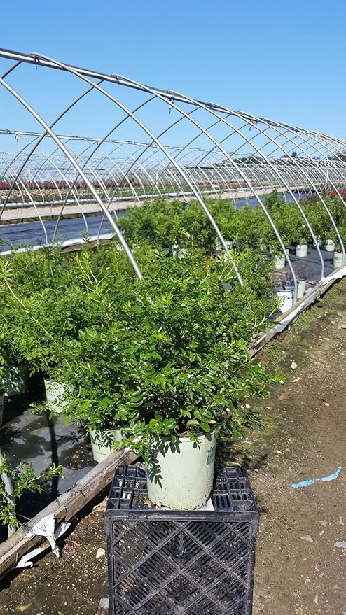 American Beauties Native Plants Rosa virginiana Rose, 2-Size Container, Bright Pink Flowers