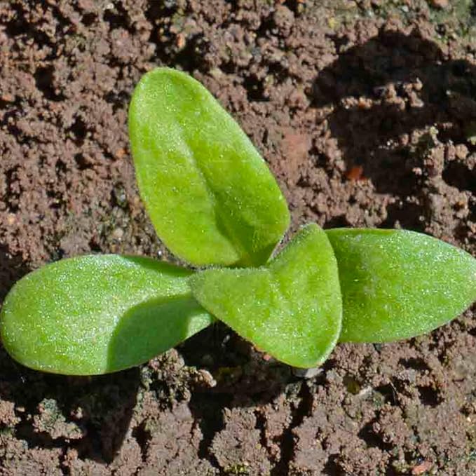 Seed Needs, 1000+ Calendula Pink Surprise Seeds (Calendula officinalis) Non-GMO Wildflowers - Butterfly and Bee Attracting! - Bulk