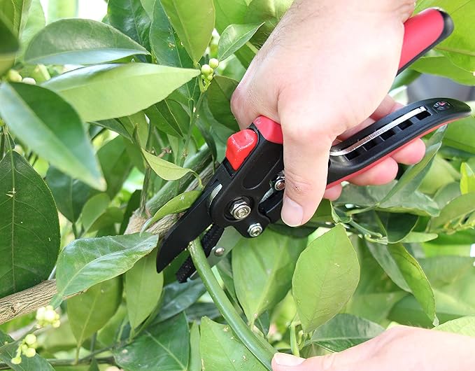 TABOR TOOLS S852A Anvil Hand Pruner with Compound Action, Makes Clean Cuts. Professional Sharp Secateurs, Pruning Shears, Garden Shears, Clippers for the Garden.