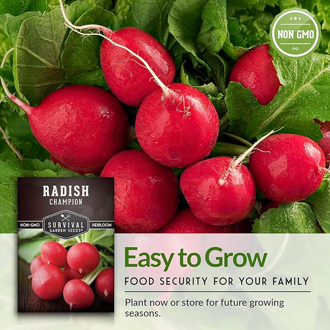 Survival Garden Seeds - Champion Radish Seed for Planting - 2 Packets with Instructions to Plant & Grow Red Radishes in Your Home Vegetable Garden - Non-GMO Heirloom Variety Vegetable Seeds