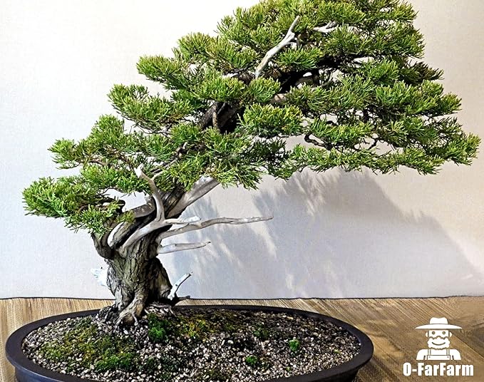 Bonsai Soil Mix Ready to Use 4 Quart, Fast Draining All Purpose Potting Soil for Bonsai Tree, Ideal for Root Development, Made from Akadama, Lava Rock, Pumice and Pine Barks