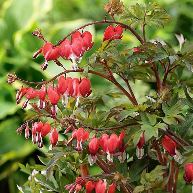 CHUXAY GARDEN Bright Red Dicentra Spectabilis Seed 25 Seeds Rare Color Bleeding Heart Unique Flower Plant Exotic Charm Great Courtyard Flower