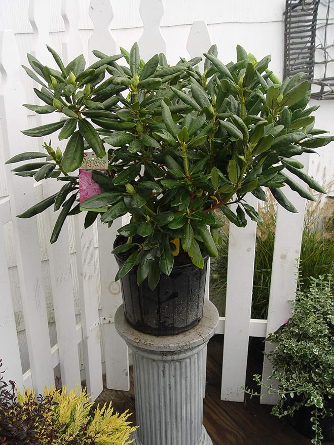 Rhododendron cat. 'Roseum Elegans' (Rhododendron) Evergreen, lavender pink flowers, #2 - Size Container