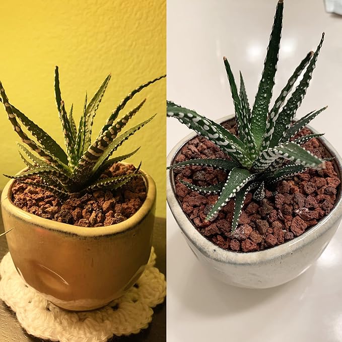 14LB Red Horticultural Lava Rocks Soil for Decorative Landscaping Bonsai, Cacti, Succulents Plants Top Dressing