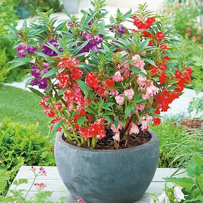 CHUXAY GARDEN 100 Seeds Mix Impatiens Balsamina,Garden Balsam,Rose Balsam, Touch-me-not,Spotted Snapweed Red Pink Purple Lovely Flowers Attractive Annual Ornamental Plant