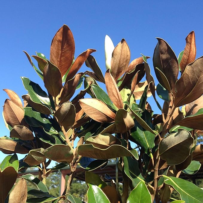 Perfect Plants Little Gem Magnolia 1-2ft Tall in Grower's Pot | Massive Fragrant Late Spring Blooms | Low Maintenance Southern Evergreen