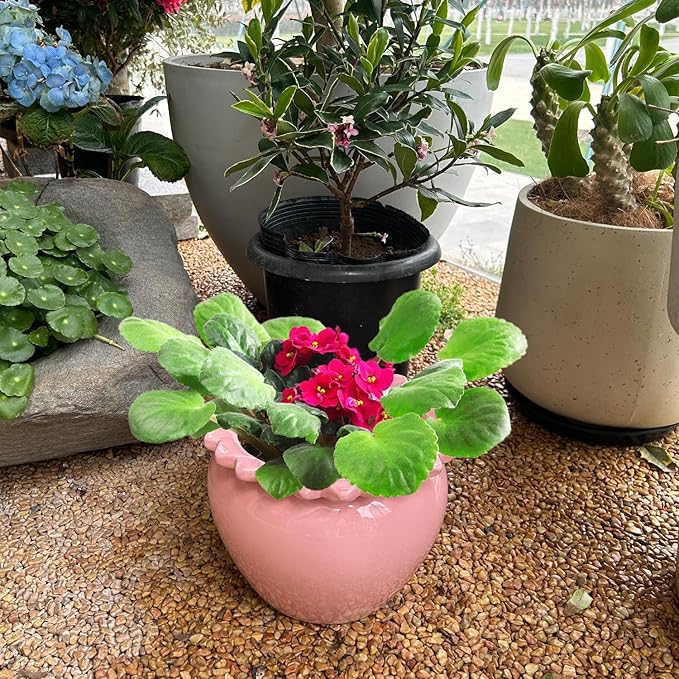 8in Pink Ceramic Pot Self Waterring Terracotta Planter Maintenance Plant Seeder Planting Flower Pot Design Self Watering Planter for Indoor Plants African Violet Planter Pot