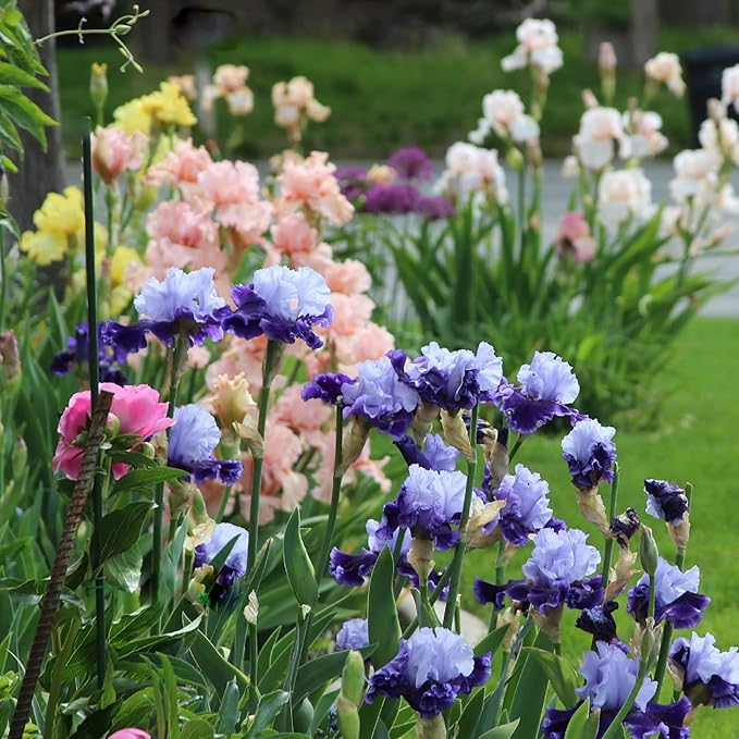 CHUXAY GARDEN 50 Seeds Iris 'Global Crossing' (Bearded Iris),Tall Bearded Iris,Iris Germanica,Late Midseason Irises Hybrid Flowering Plants Drought Tolerant Striking Landscaping Plant Low-Maintenance