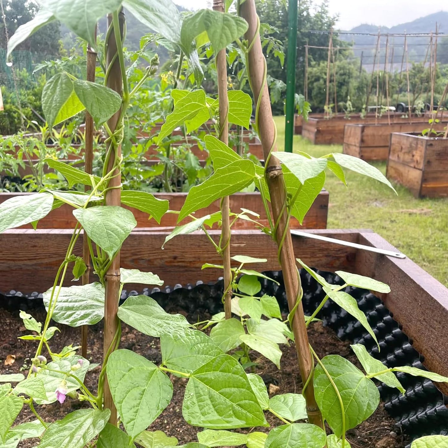 Bamboo Stakes, 50 Pack Bamboo Stakes 4ft, Natural Garden Stakes for Tomatoes and Climbing Plant Support, Sturdy Bamboo Sticks for Plants