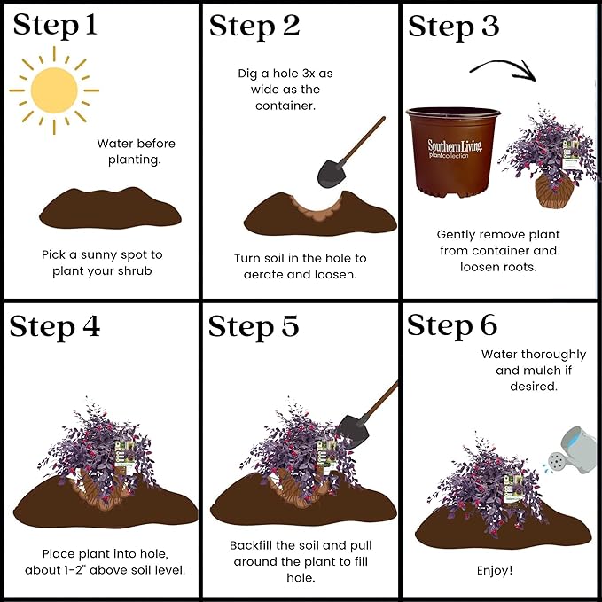 2 Gallon Southern Living Loropetalum Red Diamond Shrub