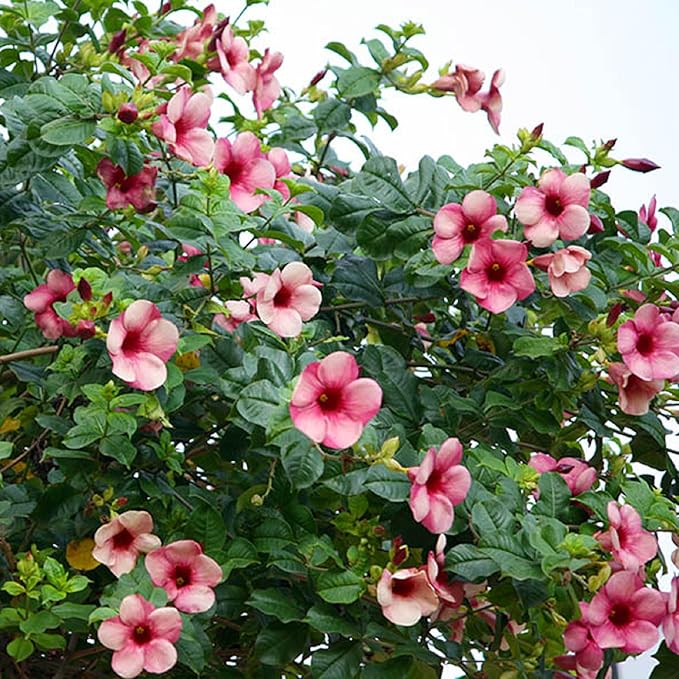 CHUXAY GARDEN Allamanda Blanchetii Seed 100 Seeds Purple Allamanda Evergreen Flowering Plant Highly Fragrant Eye-catching Decoration