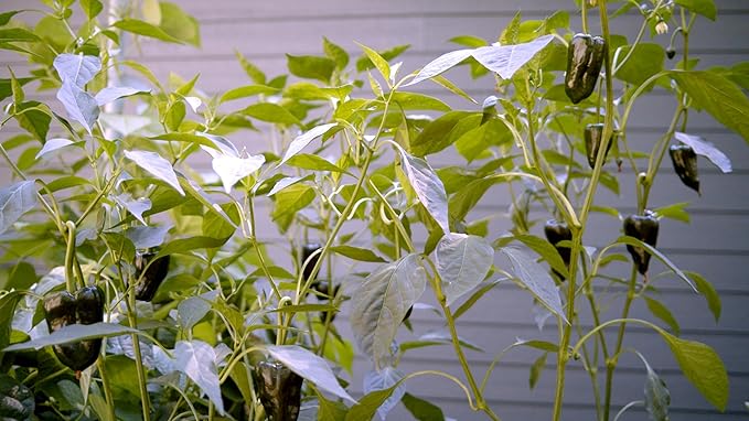 Sereniseed Certified Organic Hot Pepper Seeds (10-Pack) – Non GMO, Open Pollinated – Jalapeño, Cal Wonder, Black Hungarian, Serrano, Thai Hot, Red Habanero, Poblano, Cayenne and More