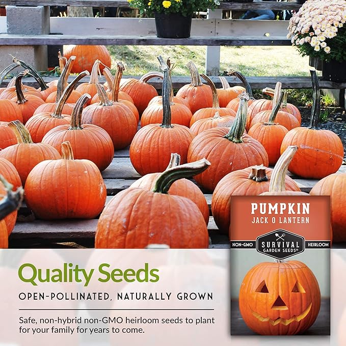 Survival Garden Seeds - Jack-O-Lantern Pumpkin Seed for Planting - 5 Packs with Instructions to Plant and Grow Orange Carving Pumpkins in Your Home Vegetable Garden - Non-GMO Heirloom Variety
