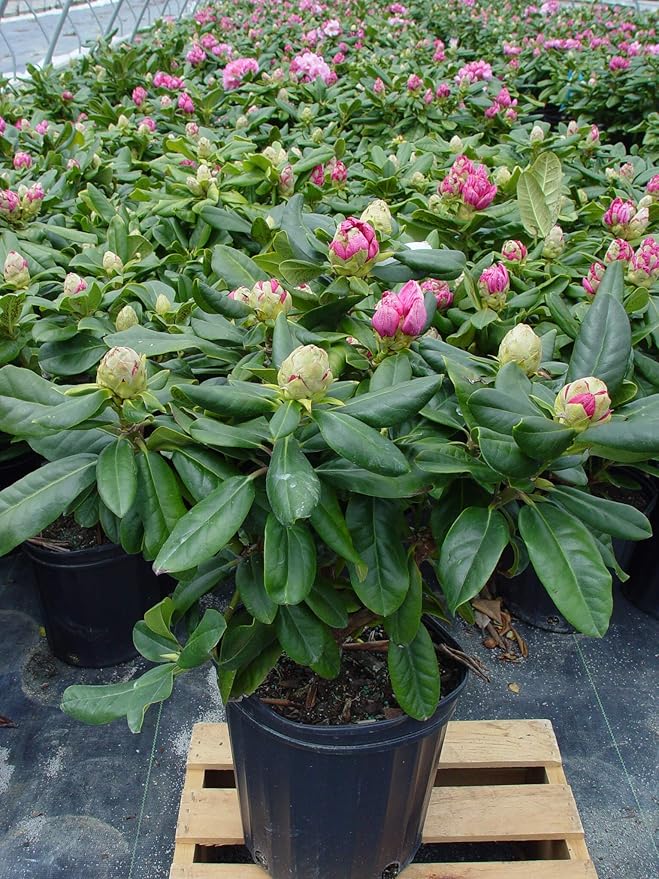 Rhododendron 'Scintillation' (Rhododendron) Evergreen, soft pink, #2 - Size Container