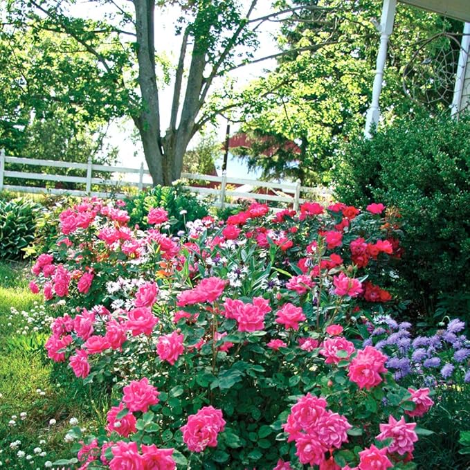 PERFECT PLANTS Double Knock Out Rose Live Plant, 1 Gallon, Green and Pink
