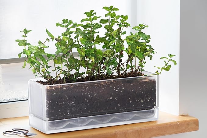 D'vine Dev 12 Inch Window Box Planter, Rectangle Plastic Herb Planter with Drainage Holes and Saucer, Indoor Succulent Cactus Vegetable Pot for Windowsill, Garden Balcony, Clear, Set of 1, 76-X-D-1