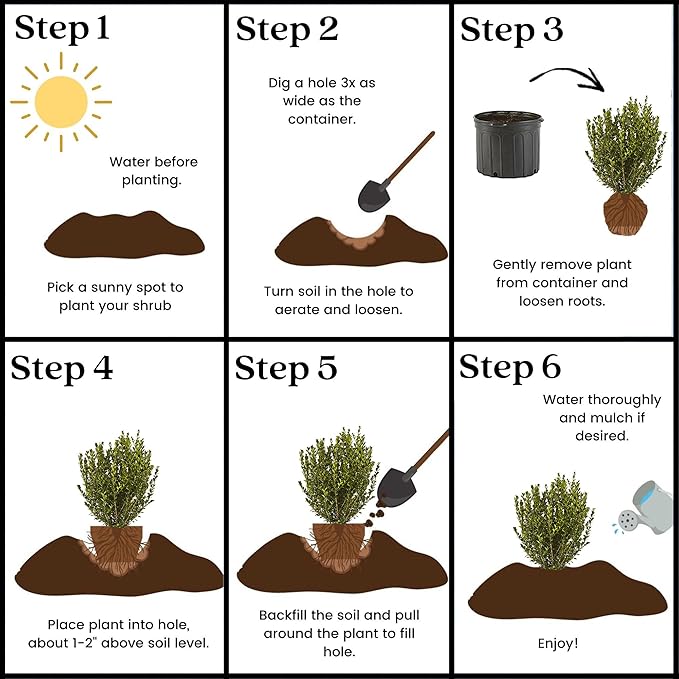 Boxwood Wintergreen, 1 Gallon