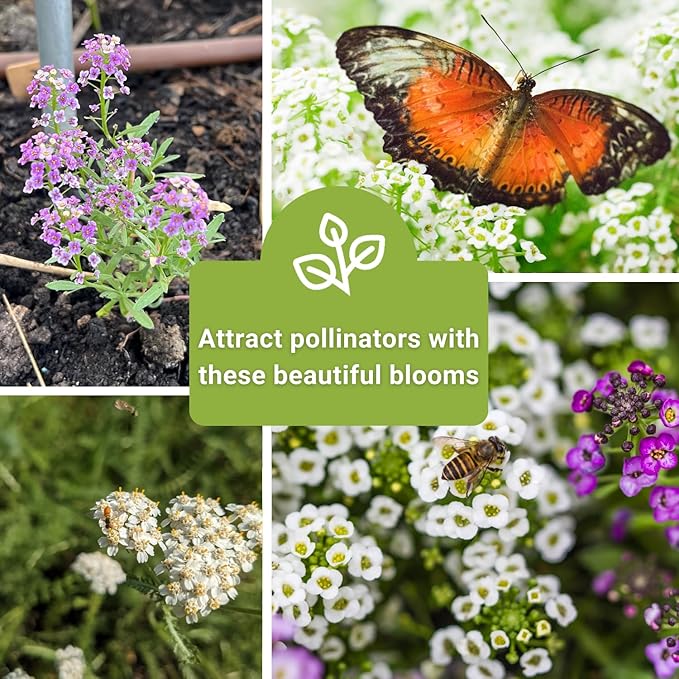 Sow Right Seeds - Sweet Alyssum Flower Seed Collection for Planting - Royal Carpet & Carpet of Snow - Non-GMO Heirloom Packet with Instructions to Plant in Home Garden - Groundcover with Tiny Blooms