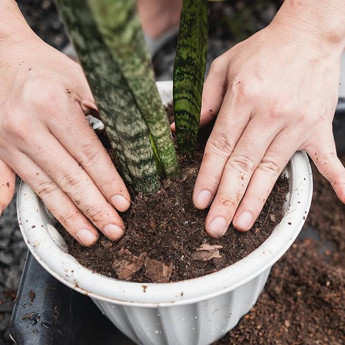 Premium Snake Plant Soil Mix 2qt, Indoor Plants Potting Mix for All Potted Snake Plants, Promote Healthy Growth and Easy Care