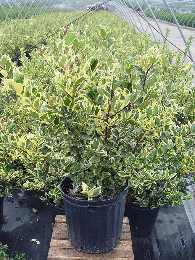 Ilex X meserveae 'Honey Maid' (Varigated Holly) Evergreen, yellow & blue/green varigated foliage, 3 - Size Container