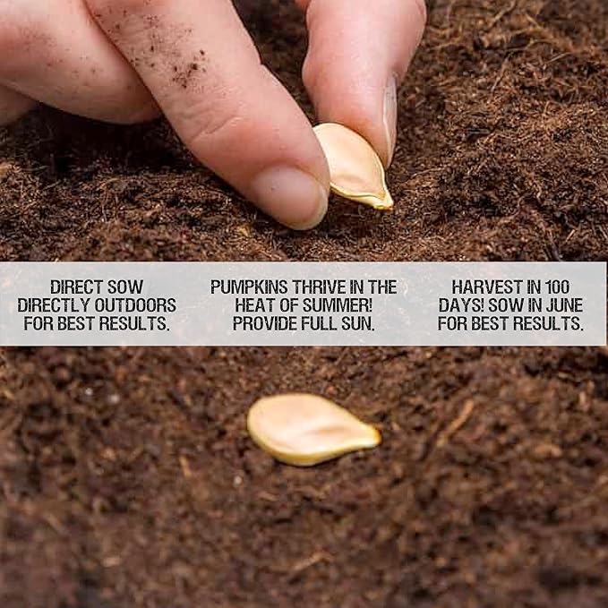 Seed Needs, Blue Jarrahdale Pumpkin Seeds - 20 Heirloom Seeds for Planting Cucurbita Maxima - Non-GMO & Untreated - Tasty Decorative Pumpkin for Halloween & Fall (2 Packs)