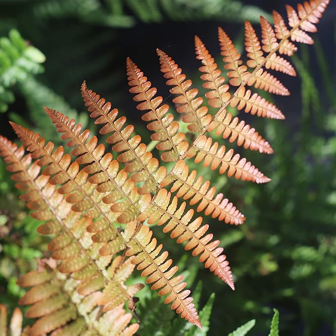 PERFECT PLANTS Autumn Fern Live Plant, Includes Care Guide