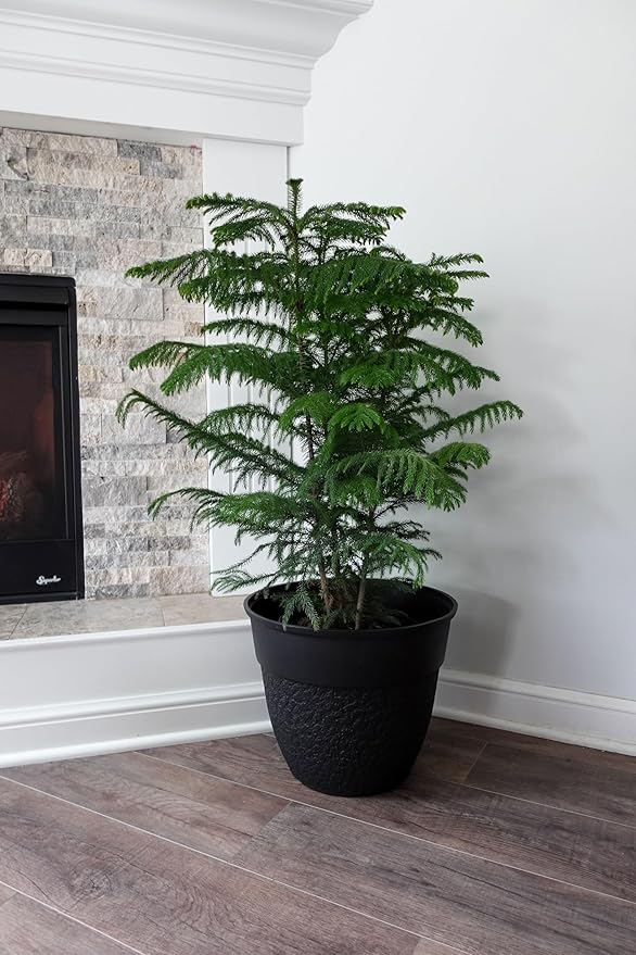 The HC Companies 16 Inch Brookhaven Decorative Round Planter - Lightweight Premium Resin Plant Pot with a Stonelike Texture for Indoor Outdoor Use, Black