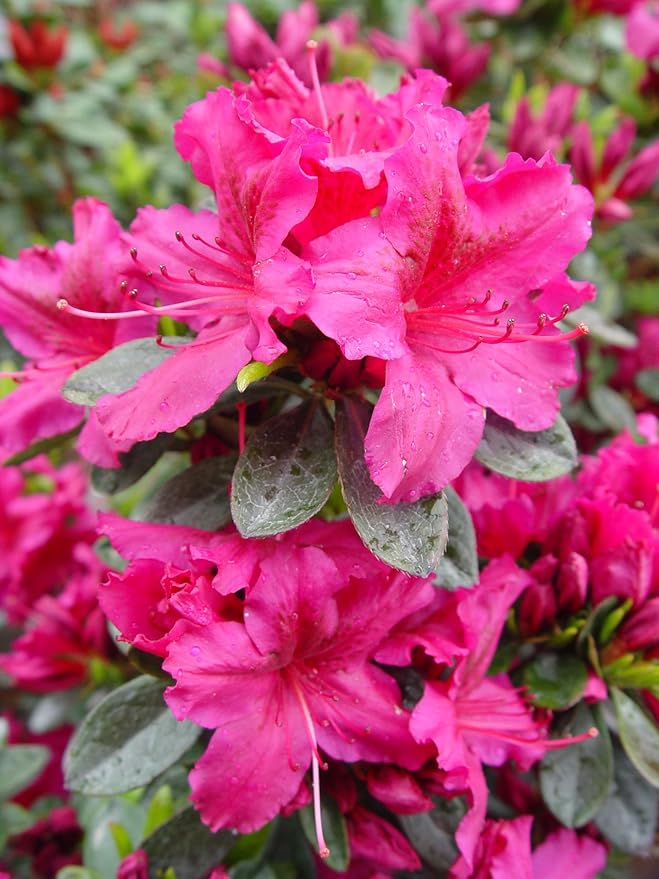 Azalea 'Girard's Fuchsia' (Azalea) Shrub, bright pink flowers, #2 - Size Container