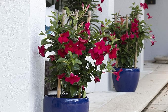 Costa Farms Premium Flowering Mandevilla Trellis, 30" Tall, Grower's Choice Bloom Color