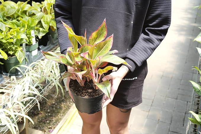 GARDENERA Aglaonema Plant Potting Soil - Enhance Foliage Beauty and Health with Professional Grade Nutrient-Rich Mix - 3 Quart, MAIN-AGLAONEMA-3QT