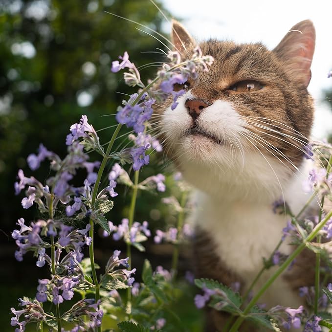 Seed Needs, Catmint Seeds for Cats - 600 Heirloom Seeds for Planting Nepeta mussinii - Perennial Flowering Medicinal Herb Non-GMO & Untreated (2 Packs)
