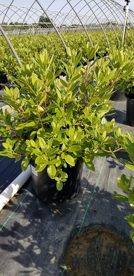 Green Promise Farms RHXPJE02 RHXPJE Live Plant, Rhododendron X PJM Elite Evergreen Lavender Flowers, 2 Gallon