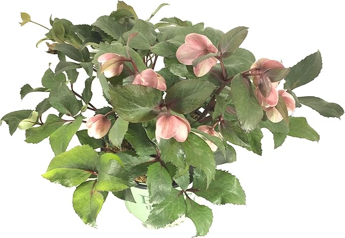 Lenten Rose 'Pink Frost' -Helleborus 'Pink Frost' - 19cm