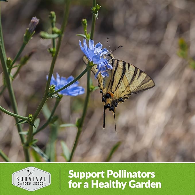 Root Chicory Seed for Planting - 1 Packet with Instructions to Plant and Grow Coffee Chicory in Your Home Vegetable Garden - Non-GMO Heirloom Variety - Survival Garden Seeds