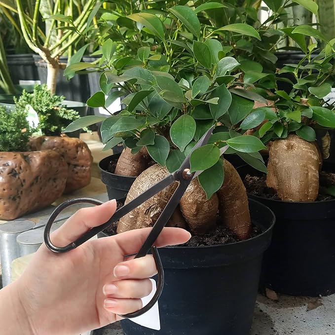 BambooMN 7.2" Black Bonsai Trimming Shear - 30 Pieces