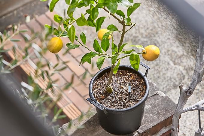 Aquameter - Medium - Black - Bundle of 5 - Leave-in Soil Moisture Meter for Potted Plants - Plant Water Sensor - Refillable