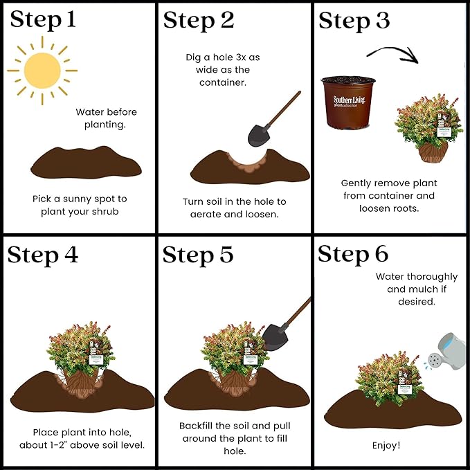 Southern Living Kaleidoscope Abelia, 2 Gal, Multi
