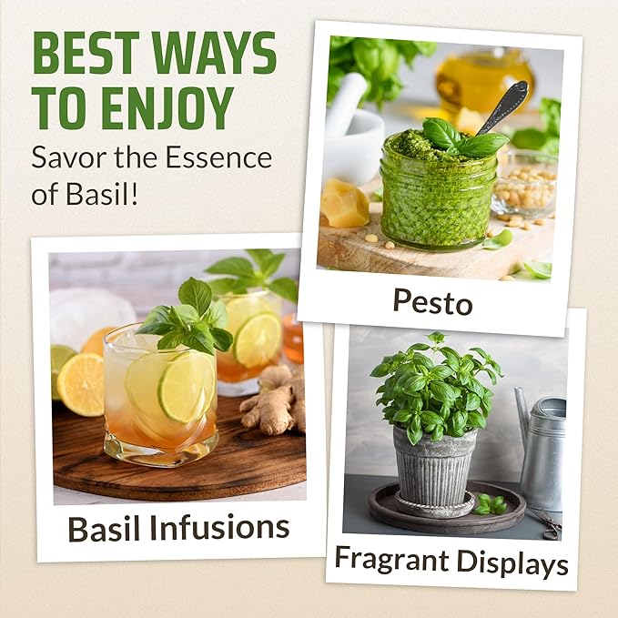 Rooted Acre 8 Basil Seeds Pack - 4000 High Germinating Fresh Basil Seeds - Thai, Genovese, Lemon, Tulsi Holy Basil, & More Culinary Herb Seeds - Non GMO, USA Heirloom Basil Seeds for Planting