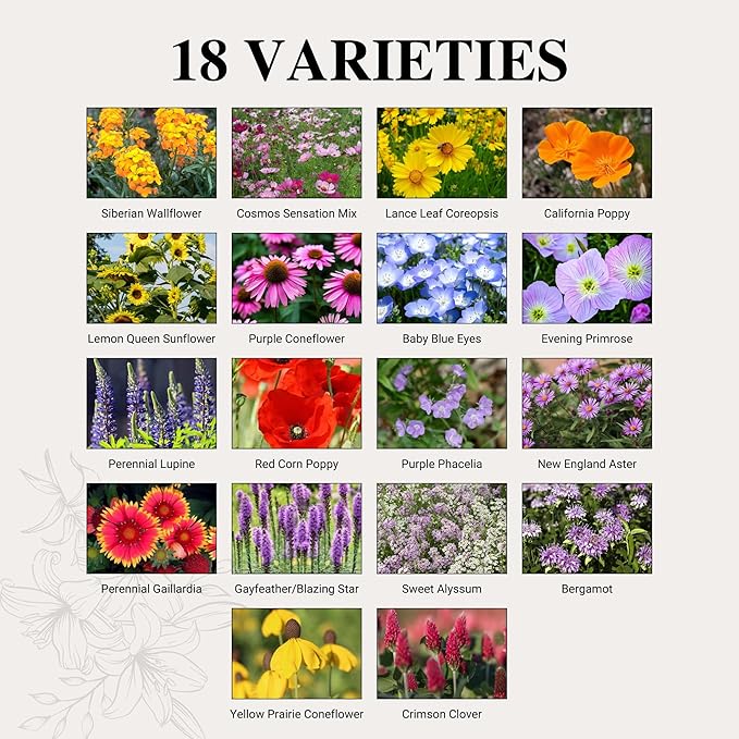 65,000+ Seeds Honey Bee Wildflower Pollinator Mix - Perennial & Annual Wild Flowers for Spring & Fall - Planting Outdoors to Save The Bees - California Poppy, Primrose, Bergamot & More