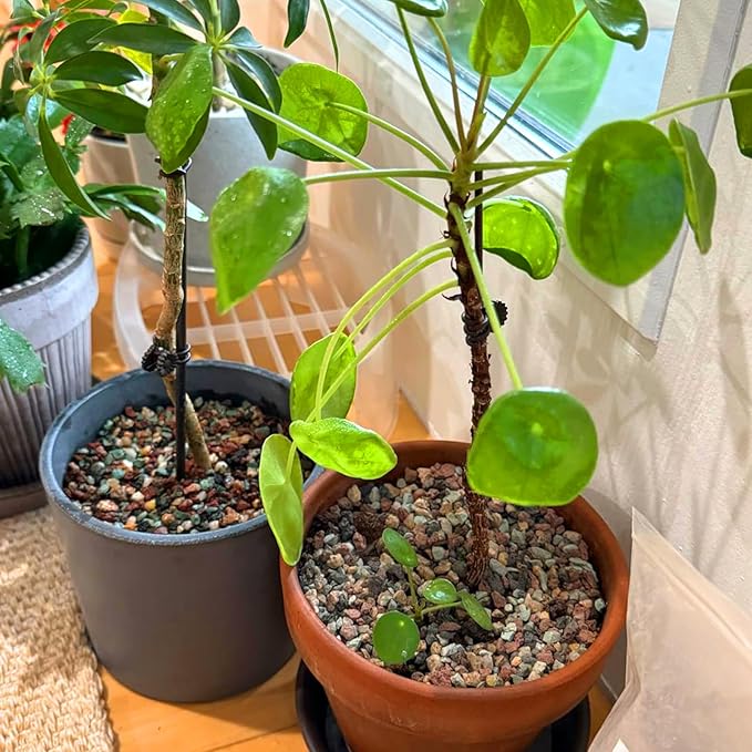 45Lb Horticultural Lava Rock-Lava Rocks for Plants,Succulent Soil Amendment,Decorative Cactus Soil Potting Mix,Volcanic Rock for Aquarium Fairy Gardening Top Dressing Plant Drainage