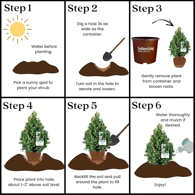 7 Gallon Southern Living Plant Collection Holly Oakland Shrub