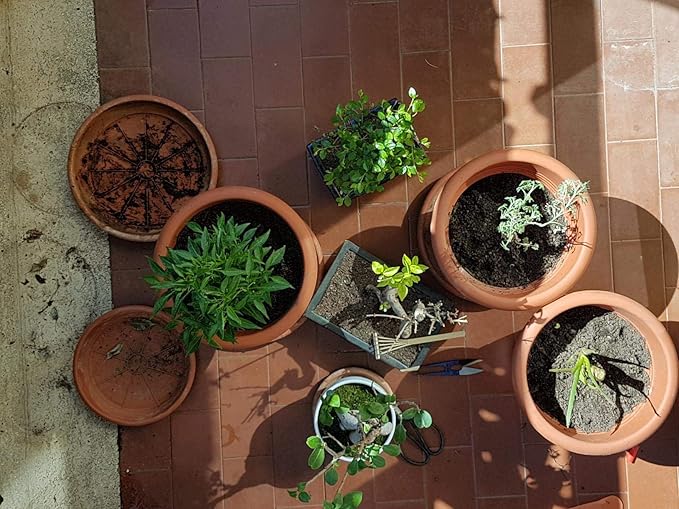 Kebinfen® Bonsai Tree Pruning Trimming Starter Tool Kit - Pruning Scissors, Bonsai Scissors for Bud & Leaves Trimmer, Bamboo Rake - Set of 3