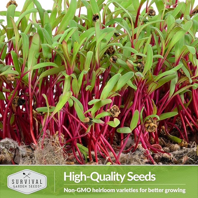 5 Packs Beet Microgreens Seeds for Planting and Growing - Plant Green Leafy Micro Vegetable Plants Indoors - Grow Your Own Mini Windowsill Garden - Non-GMO Heirloom - Survival Garden Seeds