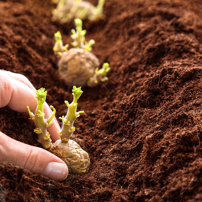 ZeeDix 200Pcs (30mm) Compressed Coco Coir Fiber Potting Soil Seed Starters - Organic Coco Coir Pellet Fiber Soil for Planting Bonsai, Herbs, Flowers and Vegetables