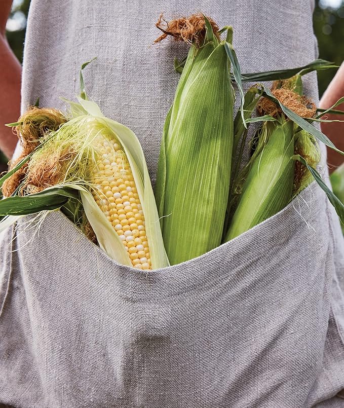 Burpee On Deck Sweet Corn Seeds 50 seeds