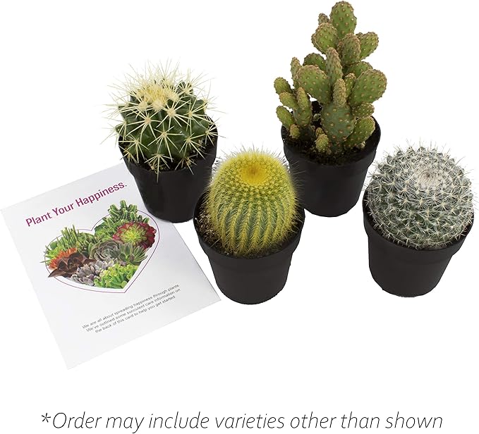 Altman Plants, Assorted Cactus Plants Live Plants (4 Pack), Live Cactus Plant Live Succulents Plants Live Houseplants, Cacti Live Indoor Plants Succulent Plants House Plants in Cactus Soil Potting Mix
